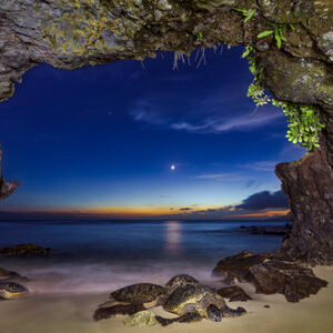 Honu Heaven